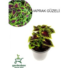 Empressco Yeşil Yapraklı Yaprak Güzeli Çiçeği 1 Adet Saksılı Kolyos
