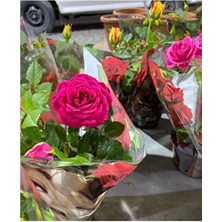 Empressco Mini Gül (Minyatür Gül) - Koyu Pembe - Saksı Çapı 12 cm