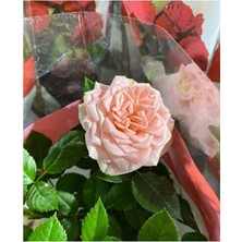 Empressco Mini Gül (Minyatür Gül) - Toz Pembe Saksı Çapı 12 cm