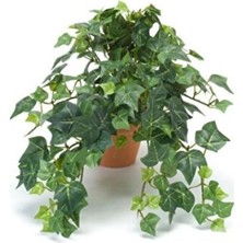Empressco Hedera Helix Orman Sarmaşığı Askılı Saksı