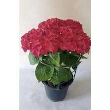 Empressco Kırmızı Ortanca Çiçeği Saksılı 30-40 cm Boy Bol Dallı - Fiyatı, Yorumları
