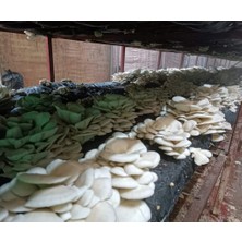 Agroma 1 kg Istiridye Mantar Tohumu ( Mevsimlik)-4 Adet Ekim Poşeti Hediyeli