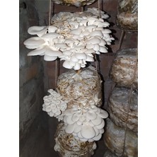 Agroma 1 kg Istiridye Mantar Tohumu (Yazlık)  -4 Adet Ekim Poşeti Hediyeli-