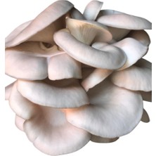Agroma 3kg Istiridye Mantarı Tohumu ( 12 Ekim Poşeti Hediye)