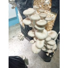 Agroma 2 kg Istiriidyemantartohumu ( Poşet-Alçı-Kireç-Kepek- Fullpaket)