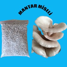 Agroma 1 kg Istiridye Mantar Tohumu( Hk 35) -4 Adet Ekim Poşeti Hediyeli-