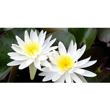 Die Grup 10 Adet Nilüfer Lotus Çiçeği Tohumu