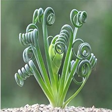 Die Grup Dashing Look Albuca Spiralis Sukulent Tohumu TH-9154684654844