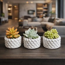 Die Grup 3’lü Mini Saksı Seti 5 cm – El Yapımı Dekoratif Beton Saksı | Küçük Sukulent Saksısı, Masa & Raf Dekoru, Modern Minimal Tasarım (Bitki Dahil Değildir)