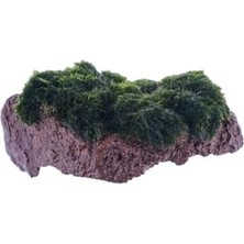 Die Grup Marimo Moss Rock Canlı Bitki