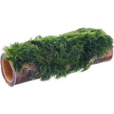 Die Grup Marimo Moss Bambu Canlı Bitki