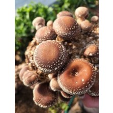 Agroma 200 Gram Şitaki (Schiitake) Mantar Tohumu