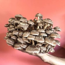 Agroma 500 Gram Şitaki (Schiitake) Mantar Tohumu