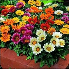 Die Grup Tohum Dünyam 10 Adet Gazania Mix Flower Tohumu