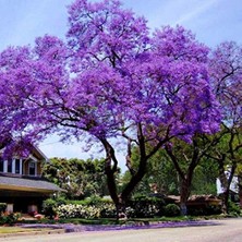 Die Grup Dünyanın En Hızlı Büyüyen Tomentasa Paulownia Ağacı Tohumu (50TOHUM)