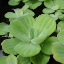 Die Grup Su Marulu Su Üstü Bitkisi Suyu Filtreler, Temizler Pistia 1 Adet 7-10 cm Akvaryum Bitkisi