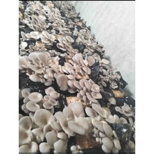 Agroma 15 kg Istiridye Mantar Tohumu ( 60 Adet Ekim Poşeti Hediye)