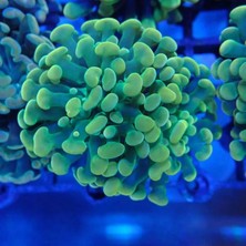 Corals GERGİ KASNAĞI M47N/M57N/N47N AYAKLI