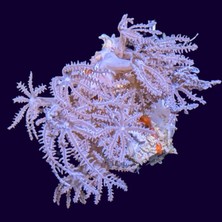 Corals SAĞ ALT DÜZ KOL