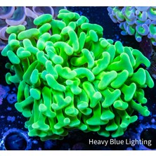 Corals SAĞ ALT DÜZ KOL