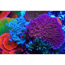 Corals TERMOSTAT 83℃ M203/M209/M210/M611/612