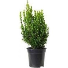 Empressco Saksılı Şimşir Fidanı Yaş 2 - Boy 50-70 cm Boy