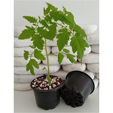 Empressco Yuvarlak Saksı 100 Adet 9x7 cm Üretim Saksısı Vakum Saksı Ucuz Saksı