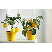 Empressco Sarı Limon Saksısı 3 Adet ( 3 Litre )