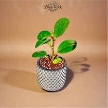 Empressco Dekoratif Saksıda Baby Peperomia Obsitifulia 25CM Salon Bitkisi
