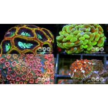 Corals Termostat 87℃ M111