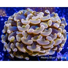 Corals Termostat Hortumu