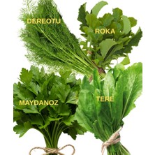 Sağlam Tarım Maydanoz, Tere, Roka, Dereotu Tohum Seti