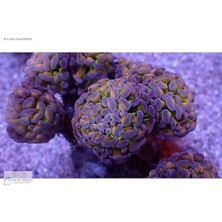 Corals BLOK SU TAPASI (ORİNGLİ) M102/M273/M602/M606/M611/M651