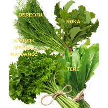 Sağlam Tarım Kıvırcık (Frenk) Maydanoz, Tere, Roka ve Dereotu Tohumu Seti