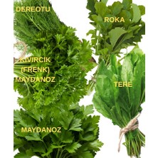Sağlam Tarım Maydanoz, Kıvırcık (Frenk) Maydanoz, Tere, Roka ve Dereotu Tohumu