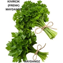 Sağlam Tarım Maydanoz ve Kıvırcık (Frenk) Maydanoz Tohumu Seti