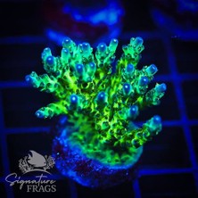 Corals Viraj Lastiği