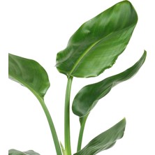 Isparta Gülü Starliçe Cennet Kuşu Fidanı Strelitzia 30-40 cm
