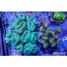 Corals VİRAJ DEMİR LASTİĞİ W164