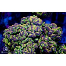 Corals VİRAJ DEMİR LASTİĞİ