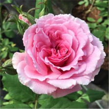 Saksılı Sarmaşık Gül Fidanı Isparta Gülü Rosa Damescana 10-20 cm