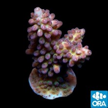Corals VİRAJ DEMİR TAMİR TAKIMI ÖN W201