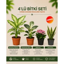 Gardenkoala Difenbahya Çeşit – Philodendron Birkin – Kalanşo – Sansevieria – 4'lü Bitki Seti