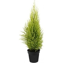 Empressco Limon Servi Çamı 35-40 cm Saksılı