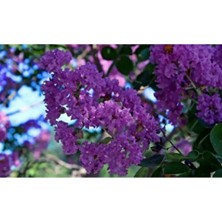 Empressco Mor Oya Çiçeği Fidanı 60 cm Saksılı Hobi Bahçesi Güzeli