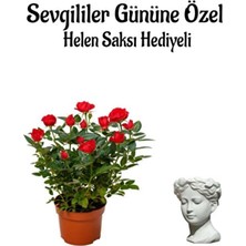 Empressco Anneler Gününe Özel Kırmızı Renk Gül Fidanı Helen Saksı