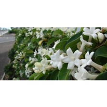 Empressco Ful Yasemin Çiçeği 60-70 cm 3 Adet Saksılı