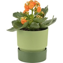 Empressco Plastik Ixora Saksı-19