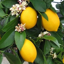 Yıldırım Store Sepetim 2 Yaş Aşılı 7 Veren(Yediveren) Mayer Limon Fidanı