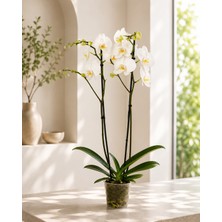 Gardenkoala Beyaz Phalaenopsis Orkide – Çift Dal